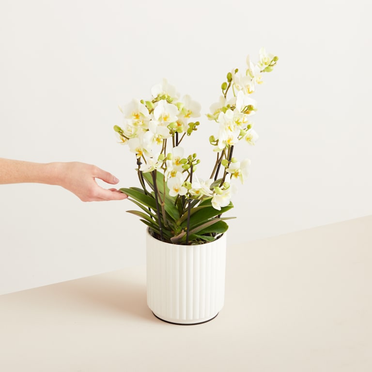 blume2000 Orchidee im Topf Blütenfestival Meist gekauft