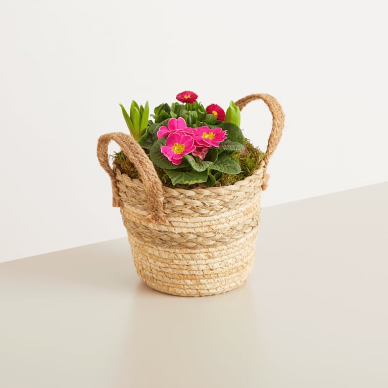 blume2000 Blühpflanze im Topf Frühlingsflirt mit Diebesgut Honig 250g Fabrik Onlineshop