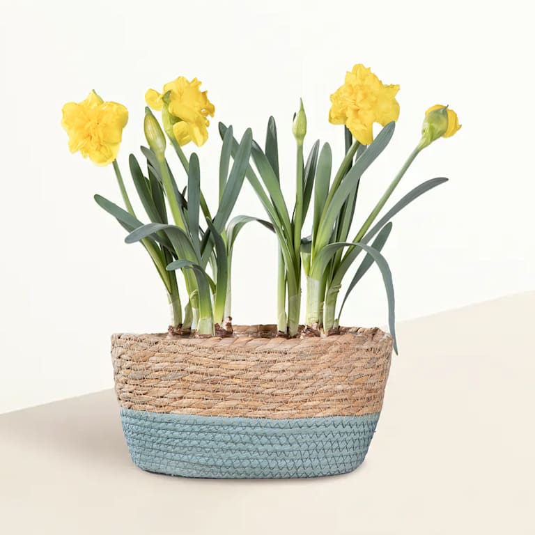 blume2000 Blühpflanze im Topf Sweet Sunshine mit Lindt Pralinés Glückwunsch 100g Versandkostenfrei