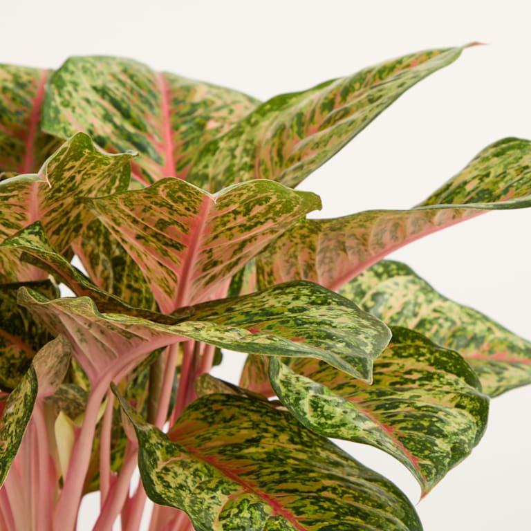 blume2000 DEAL: Aglaonema 'Carnival Queen' Flash Sale
