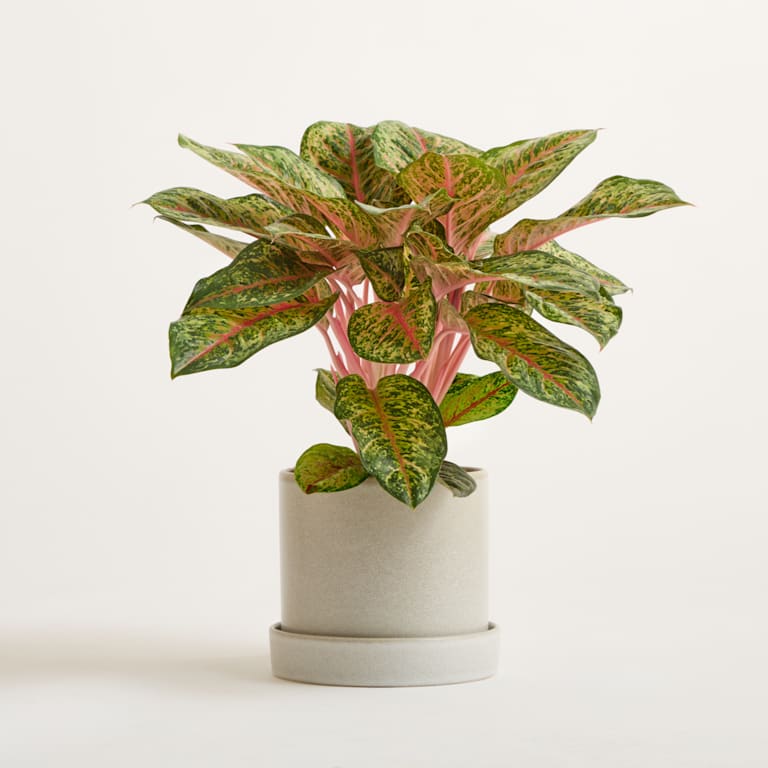 blume2000 DEAL: Aglaonema 'Carnival Queen' Flash Sale