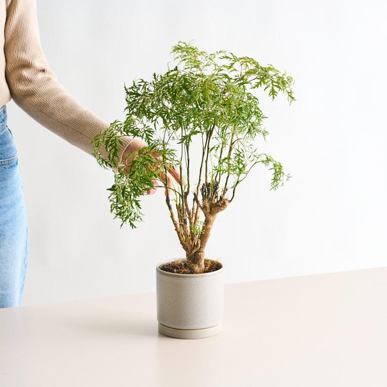 blume2000 Polyscias 'Hawaiiana Ming' XS Begrenztes Angebot
