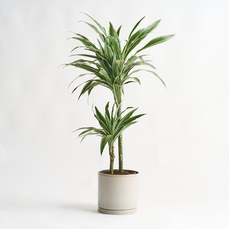 blume2000 Drachenbaum 'Warneckei' S Exklusivangebot