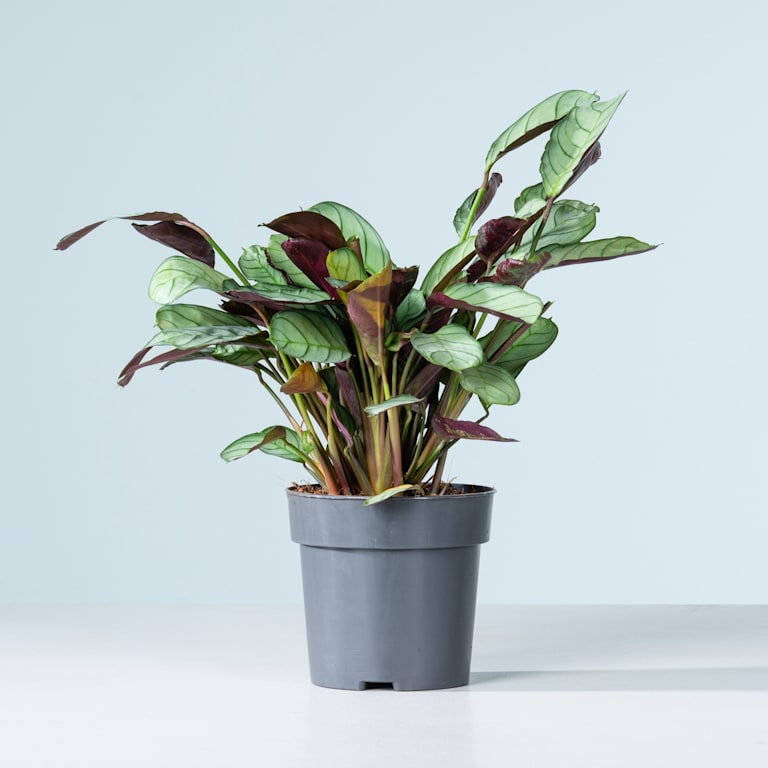 blume2000 Ctenanthe 'Amagris' Weihnachtsangebot