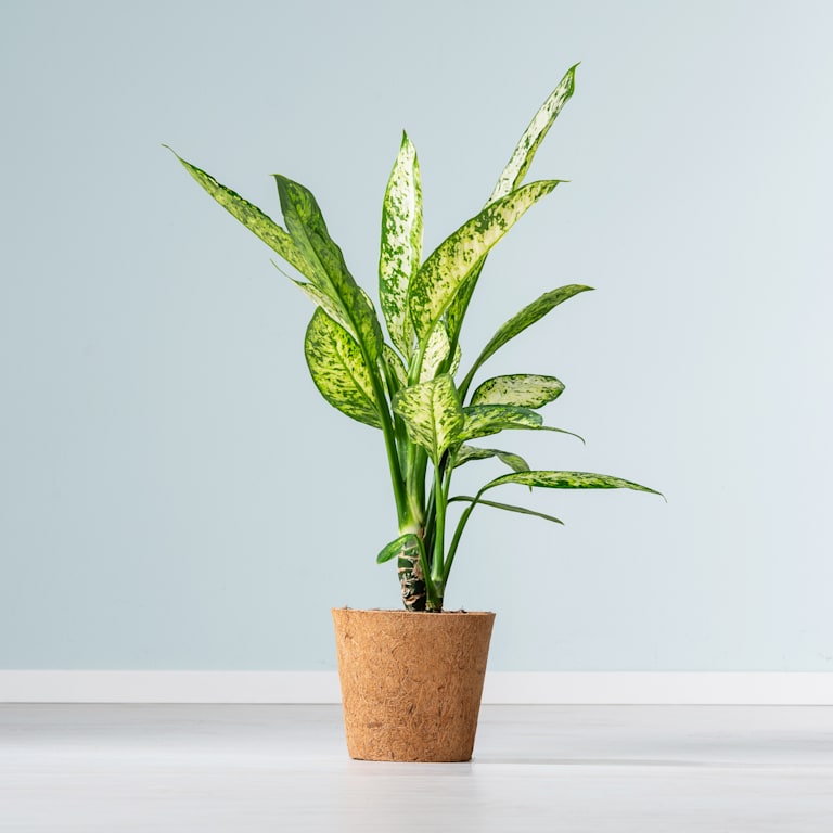 blume2000 Dieffenbachie 'Vesuvius' - plastikfrei Valentinstagsangebot