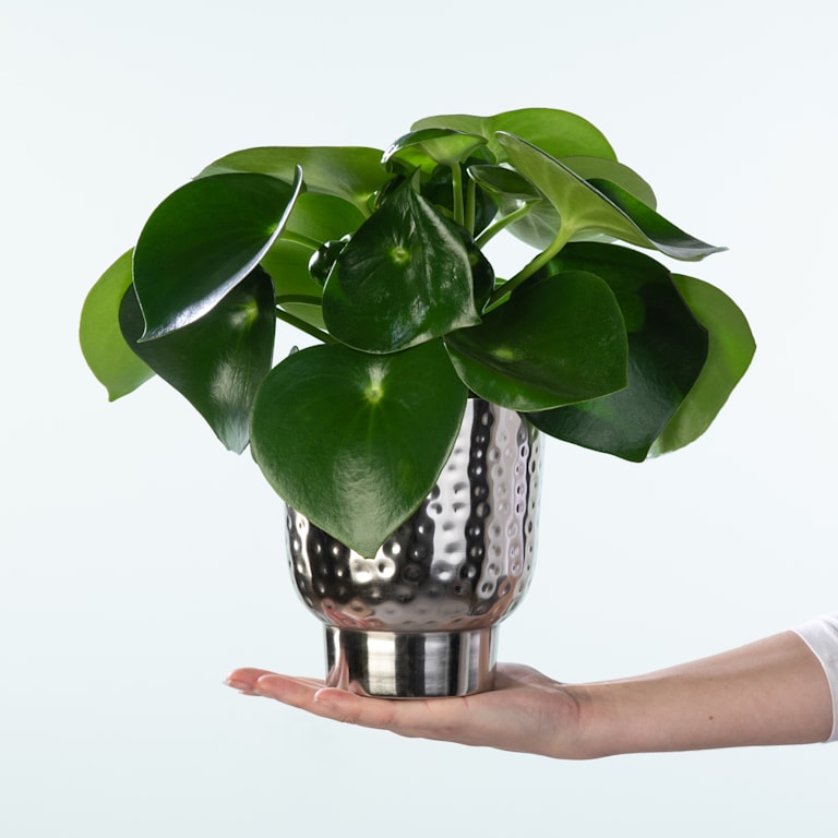 blume2000 Peperomia 'Raindrop' M Top Angebot