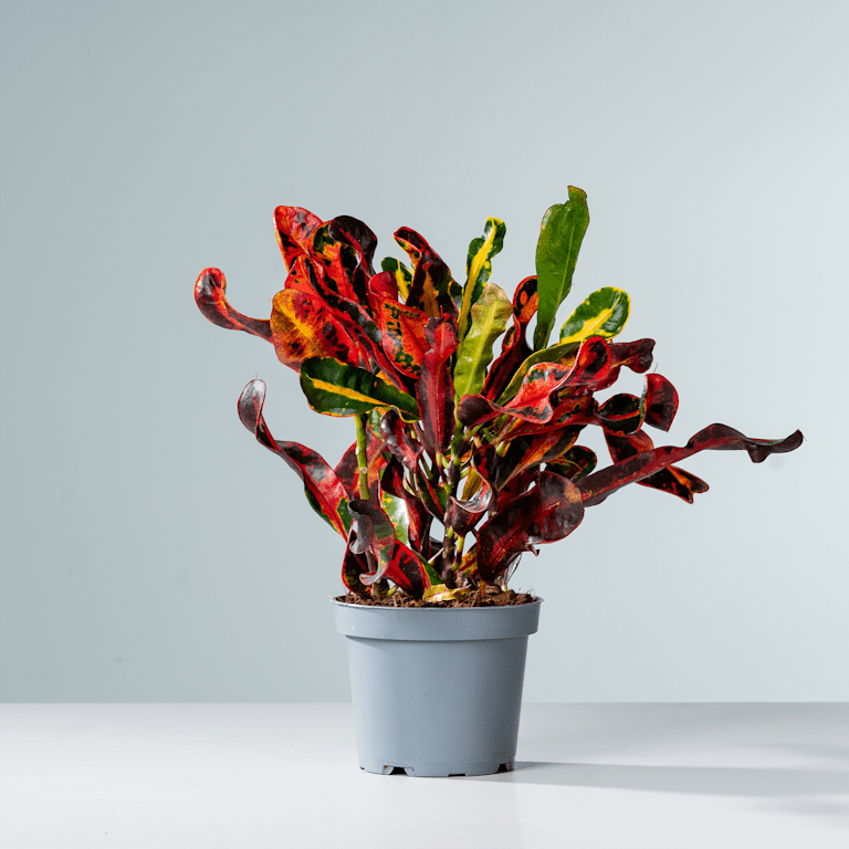 blume2000 Kroton 'Mammi' M Online Outlet