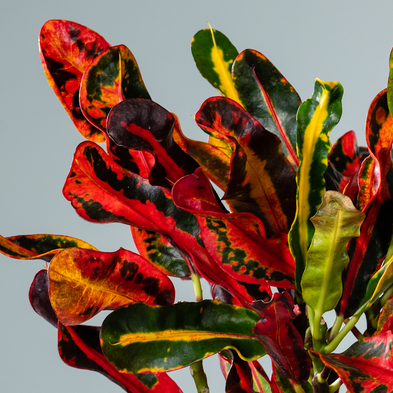 blume2000 Kroton 'Mammi' M Online Outlet
