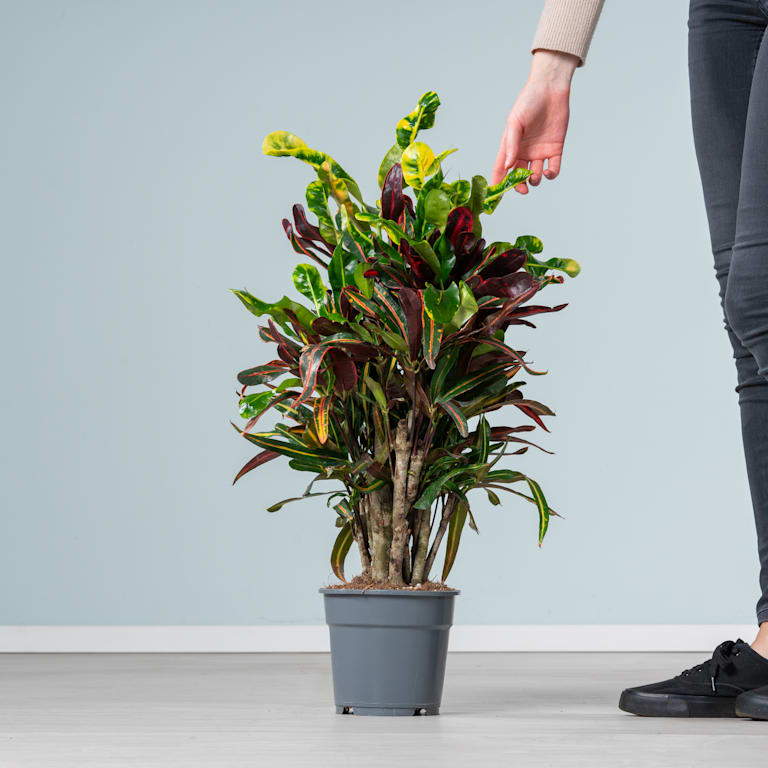 blume2000 Kroton 'Mammi' L Zeitlich begrenztes Angebot