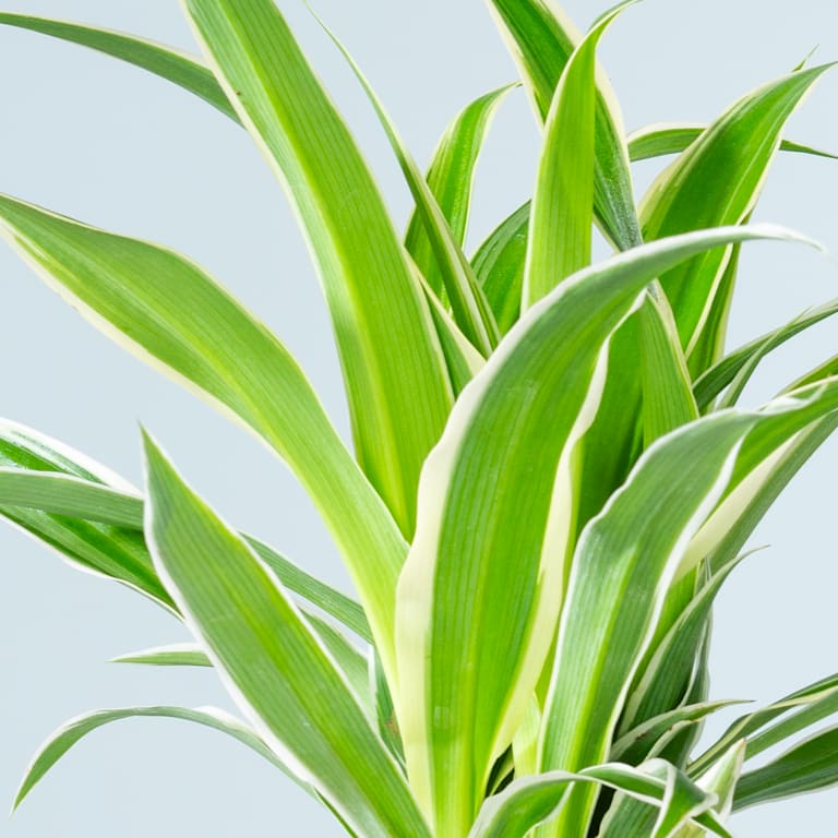 blume2000 Grünlilie 'Ocean' Exklusive Angebote