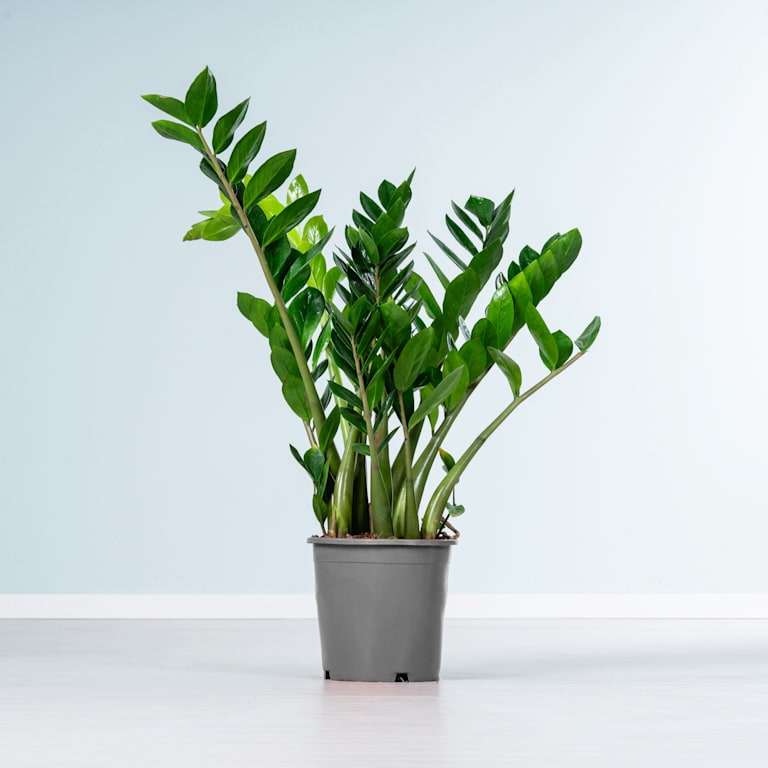 blume2000 Glücksfeder M Blitzangebot