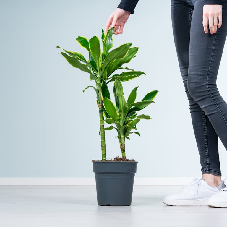 blume2000 Drachenbaum 'Gold Coast' L Tägliche Deals