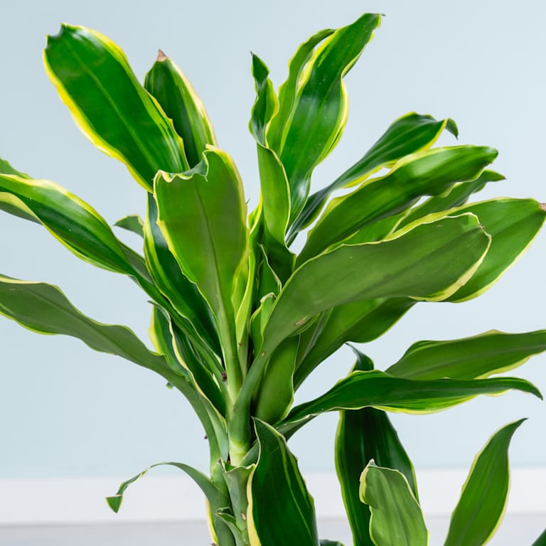 blume2000 Drachenbaum 'Gold Coast' L Tägliche Deals