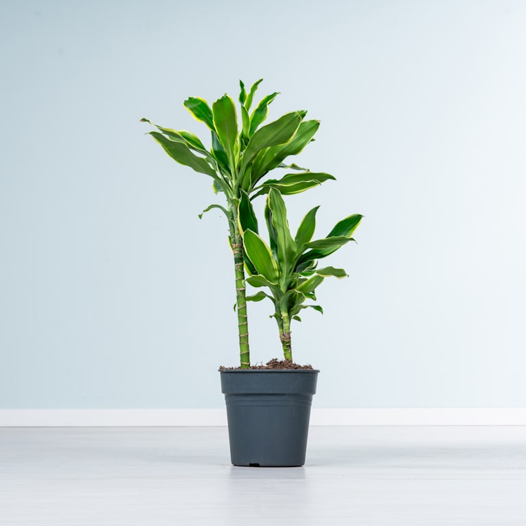 blume2000 Drachenbaum 'Gold Coast' L Tägliche Deals