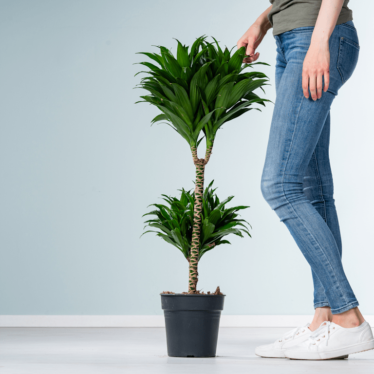 blume2000 Drachenbaum 'Compacta' S Sonderangebote