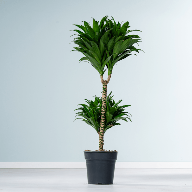 blume2000 Drachenbaum 'Compacta' S Sonderangebote