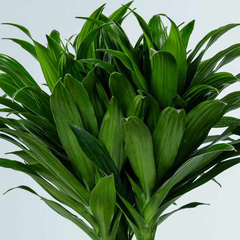 blume2000 Drachenbaum 'Compacta' S Sonderangebote