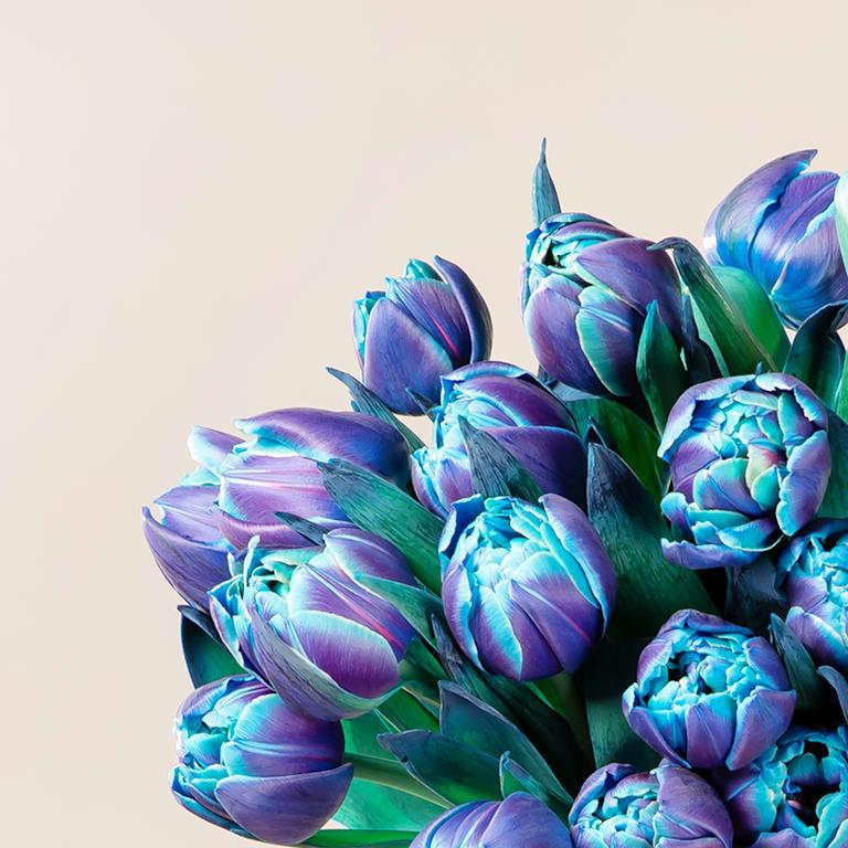 blume2000 Blaue Tulpen 'Bibble' - 20 Stiele Riesige Ersparnisse