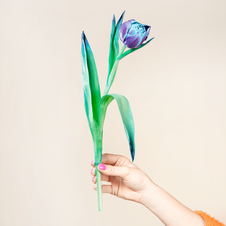 blume2000 Blaue Tulpen 'Bibble' - 20 Stiele Riesige Ersparnisse