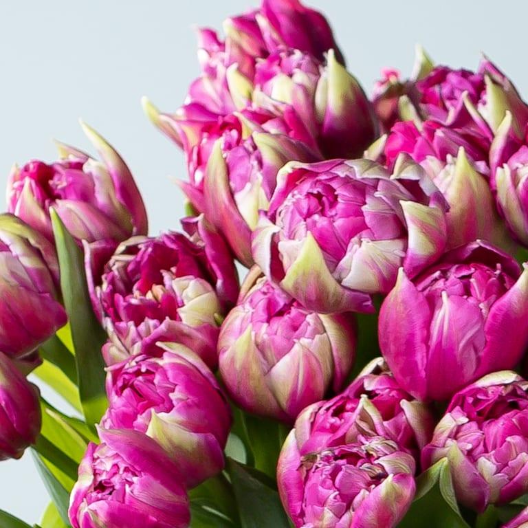 blume2000 Lila Tulpen 'Quinty's Dream' - 30 Stiele Tiefpreis