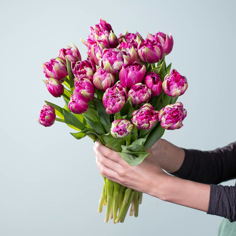 blume2000 Lila Tulpen 'Quinty's Dream' - 30 Stiele Tiefpreis