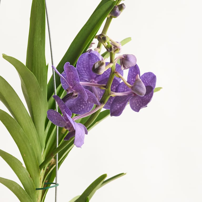 blume2000 Vanda-Orchidee 'Tayanee Blue' JETZT KAUFEN