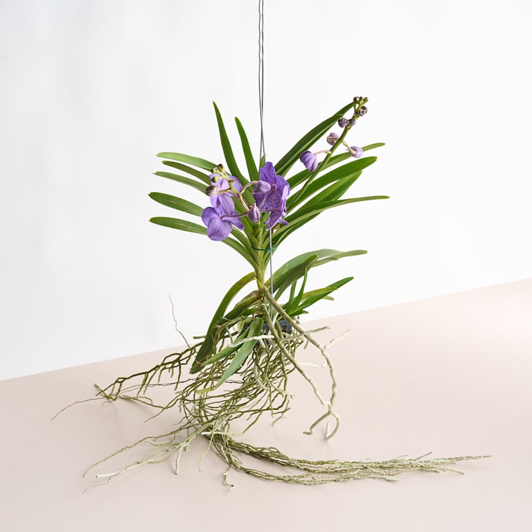 blume2000 Vanda-Orchidee 'Tayanee Blue' JETZT KAUFEN