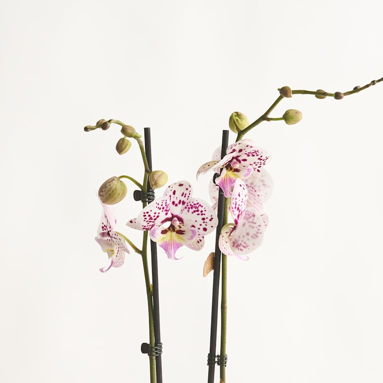 blume2000 Phalaenopsis 'Polka Dots' Neueste Stile