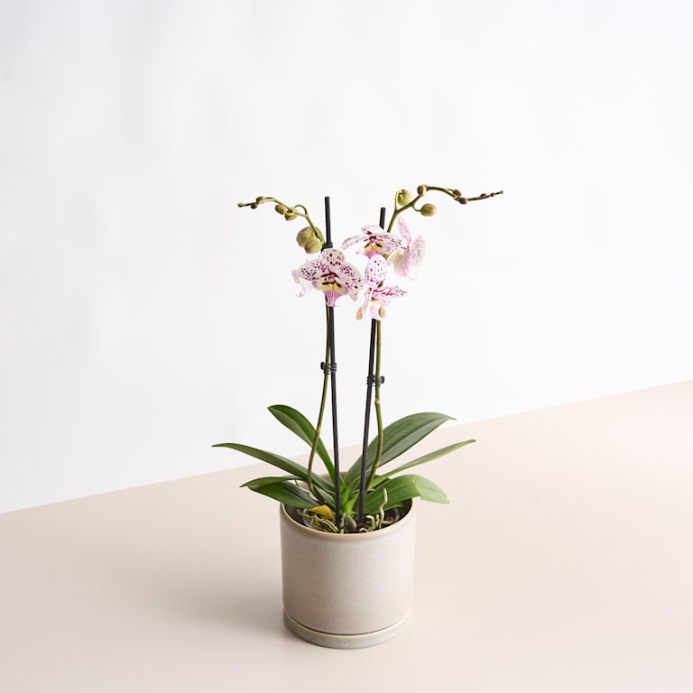 blume2000 Phalaenopsis 'Polka Dots' Neueste Stile