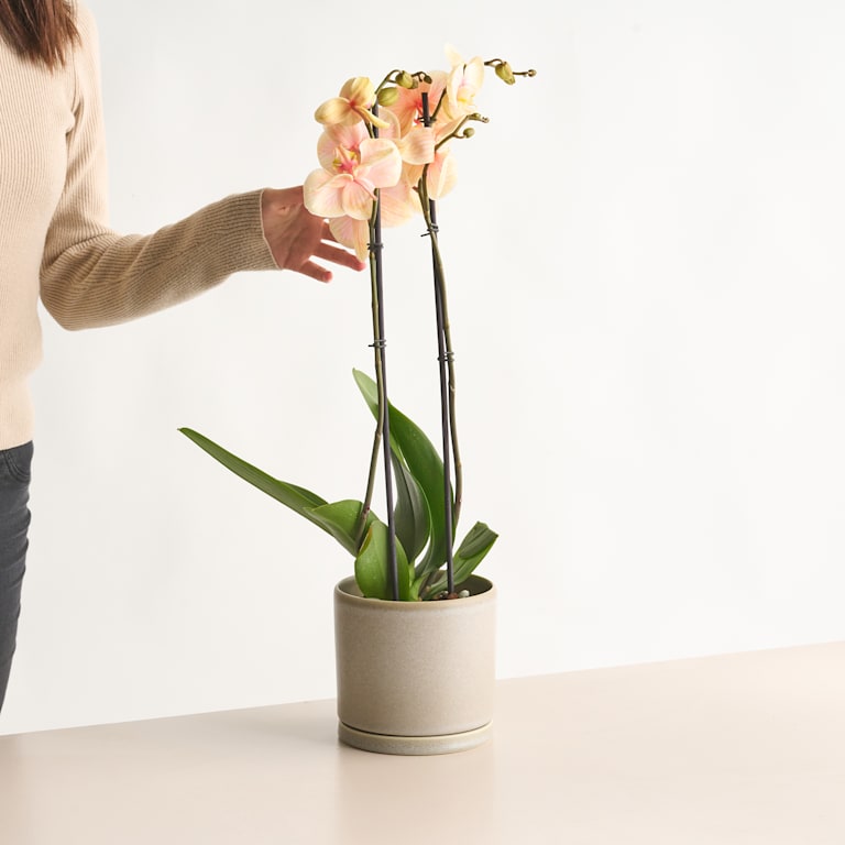 blume2000 Phalaenopsis 'I am Orange' Letzte 2 Tage