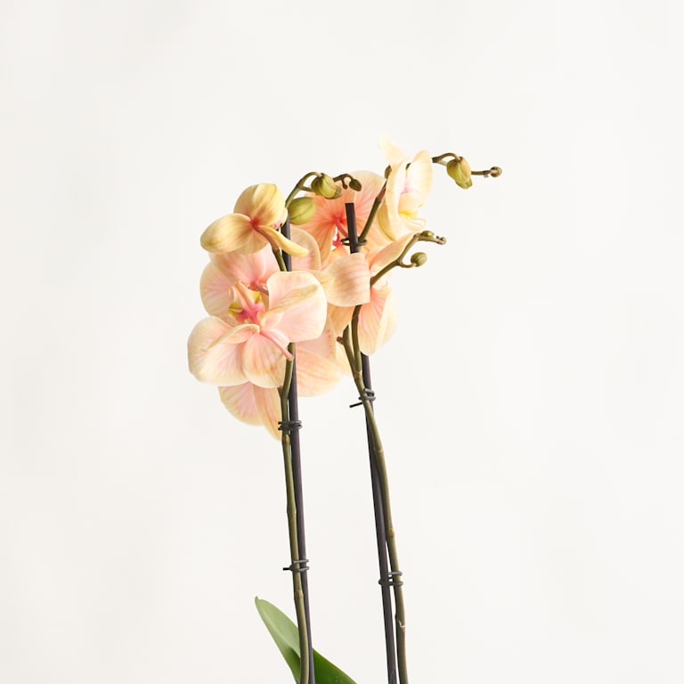 blume2000 Phalaenopsis 'I am Orange' Letzte 2 Tage