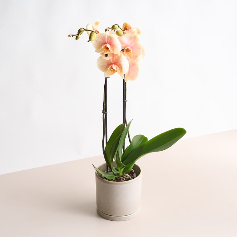 blume2000 Phalaenopsis 'I am Orange' Letzte 2 Tage