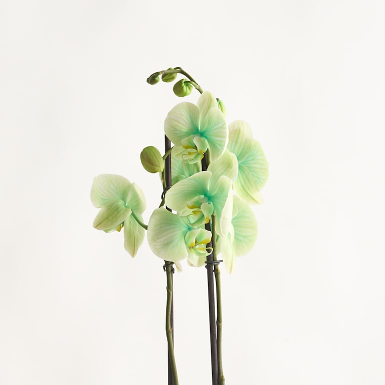 blume2000 Phalaenopsis 'I am Green' Letzter Tag
