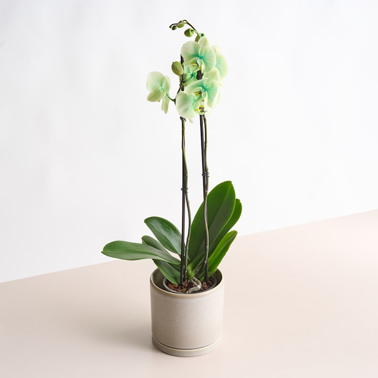 blume2000 Phalaenopsis 'I am Green' Letzter Tag