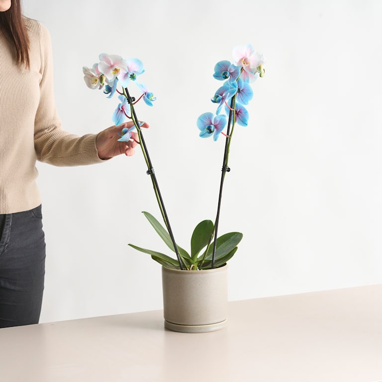 blume2000 Phalaenopsis 'I am Bubblegum' M Zeitbegrenzte Promotion