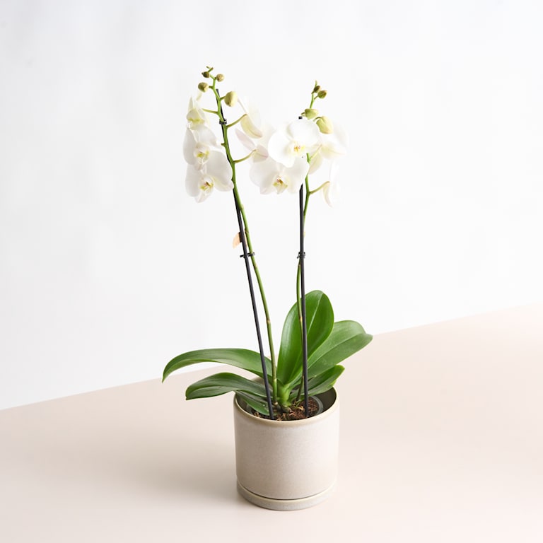blume2000 Phalaenopsis Weiß M Bis zu 60% Rabatt