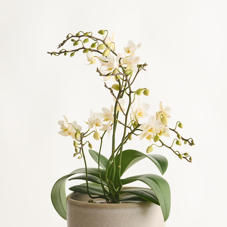 blume2000 Phalaenopsis Weiß Bis zu 65% Rabatt
