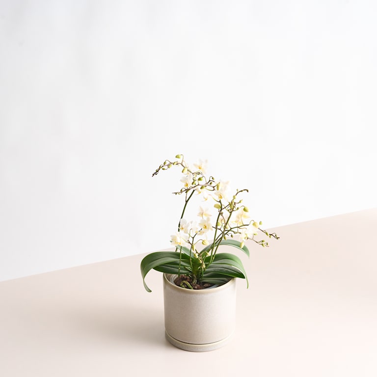 blume2000 Phalaenopsis Weiß Bis zu 65% Rabatt