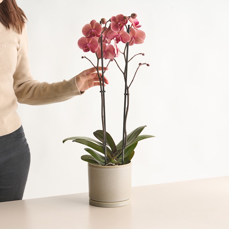 blume2000 Phalaenopsis Rot Nur für heute