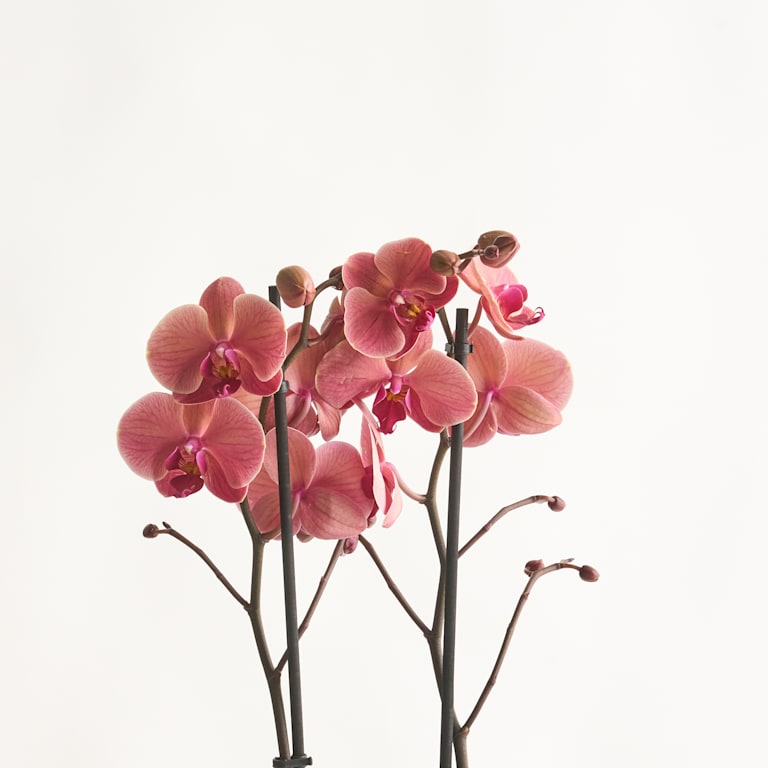 blume2000 Phalaenopsis Rot Nur für heute