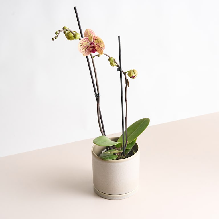 blume2000 Phalaenopsis Orange Vierteljährliche Förderung