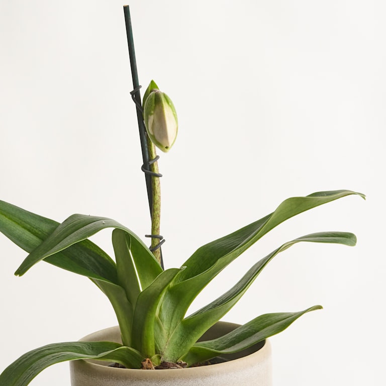 blume2000 Frauenschuh Bunt Nur noch ein Tag übrig