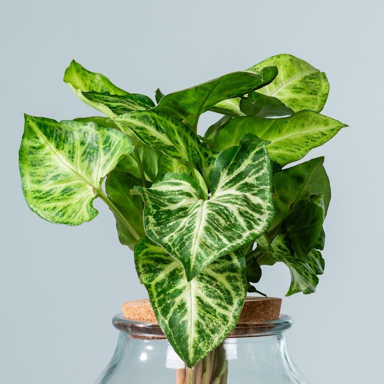 blume2000 Waterplant Syngonium 'Pixi' im Glas Black Friday Preise