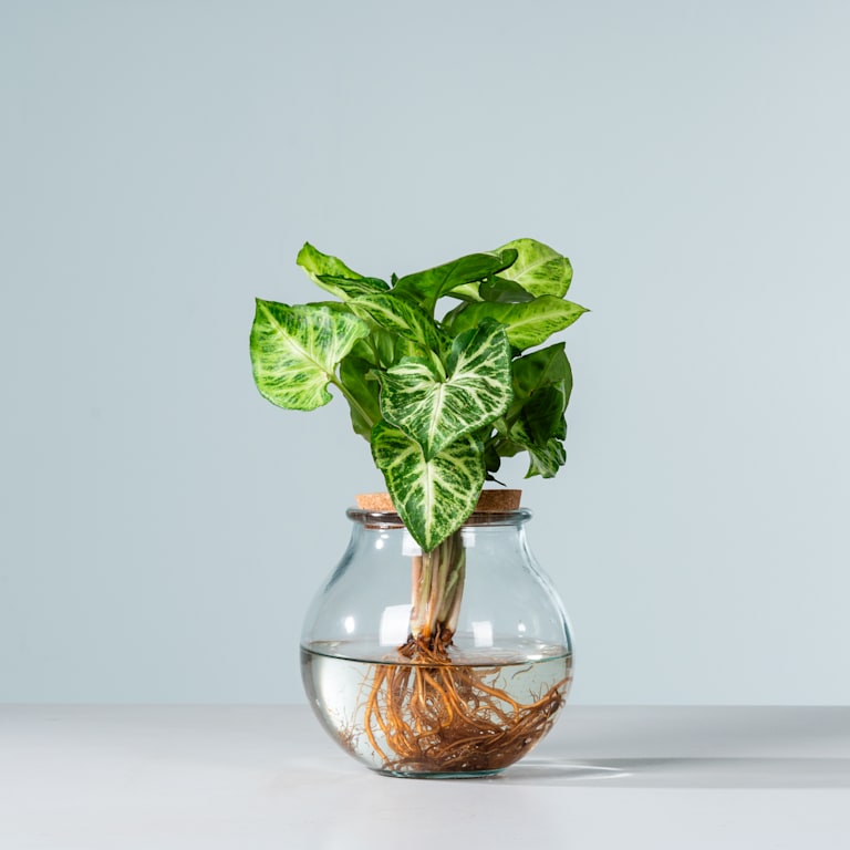 blume2000 Waterplant Syngonium 'Pixi' im Glas Black Friday Preise