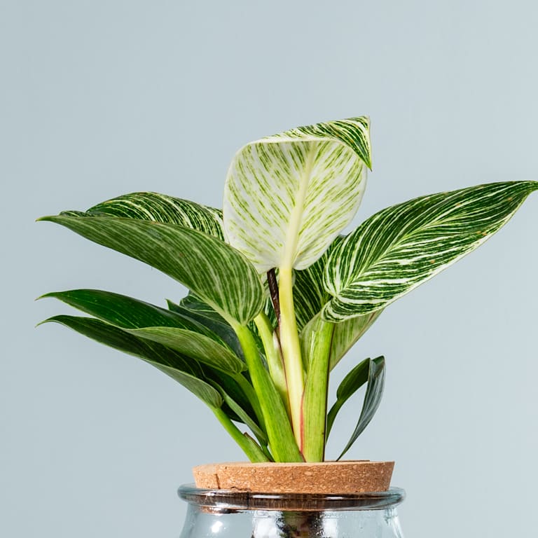 blume2000 Waterplant Philodendron 'White Wave' im Glas mit LED Im Verkauf