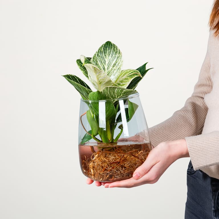 blume2000 Waterplant Philodendron 'White Wave' im Glas