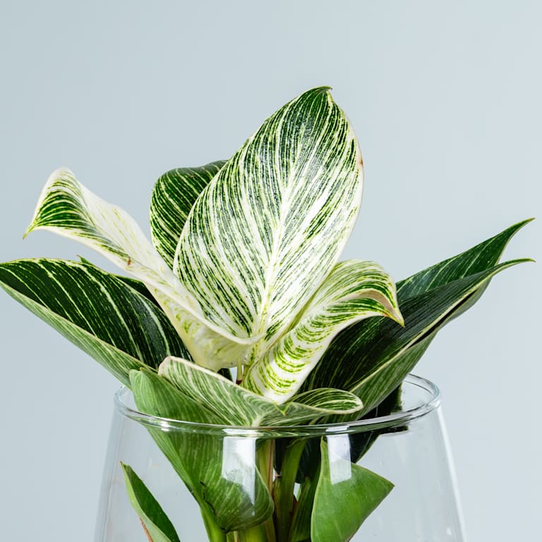 blume2000 Waterplant Philodendron 'White Wave' im Glas zollfrei