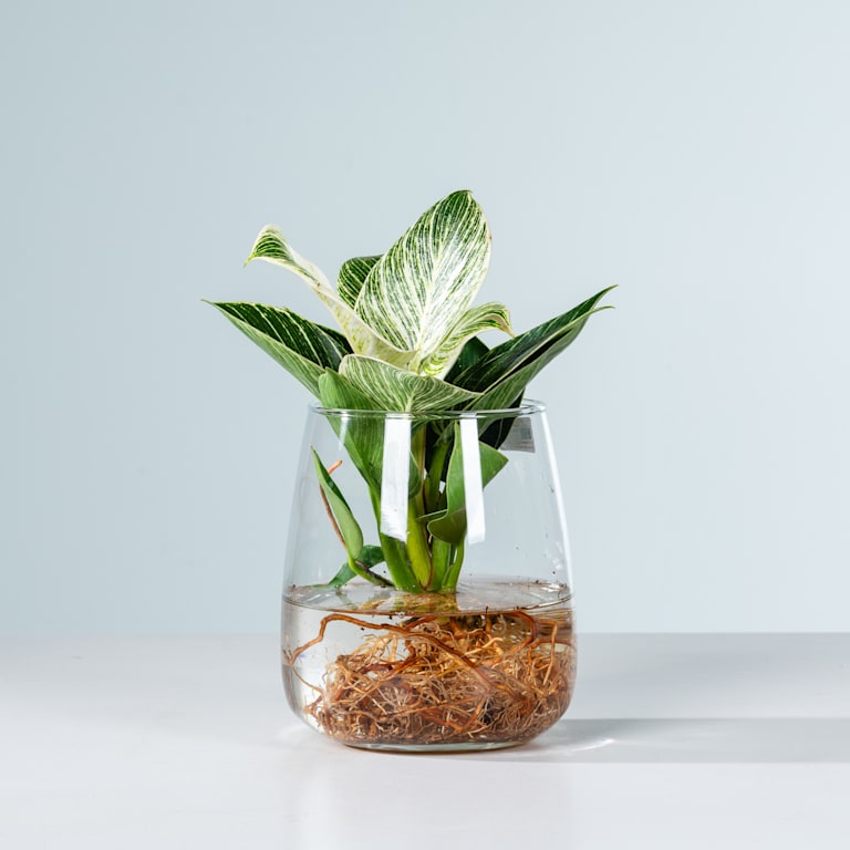 blume2000 Waterplant Philodendron 'White Wave' im Glas zollfrei