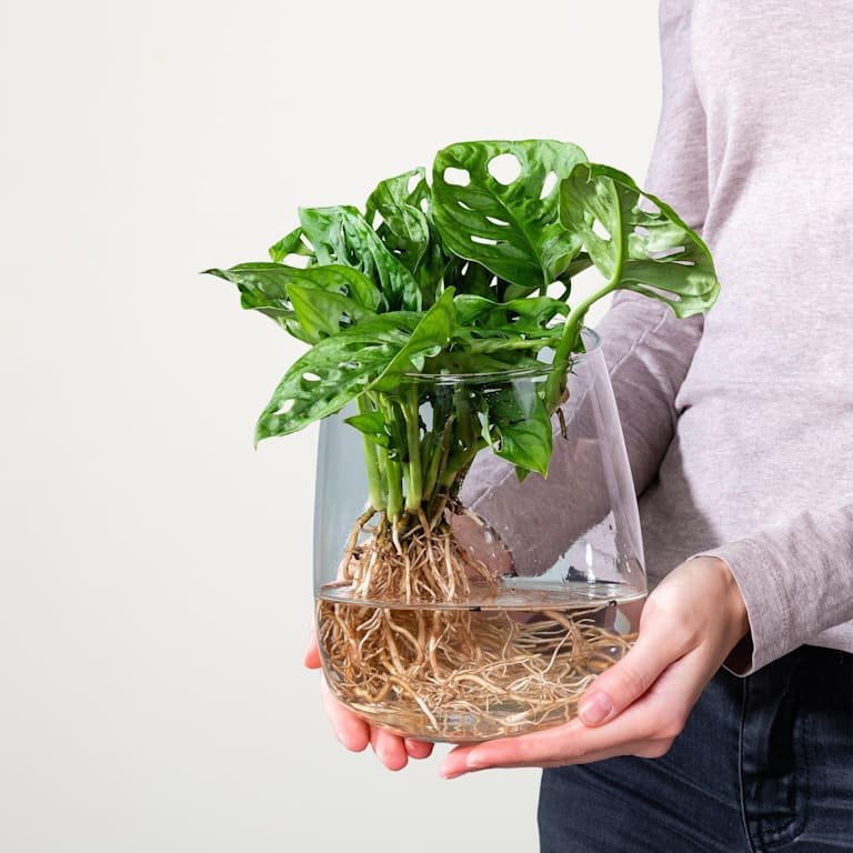blume2000 Waterplant Monstera 'Adansonii' im Glas 50% Rabatt für begrenzte Zeit