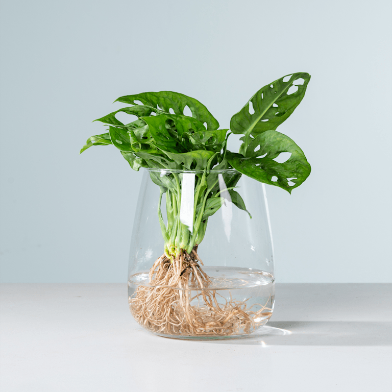 blume2000 Waterplant Monstera 'Adansonii' im Glas 50% Rabatt für begrenzte Zeit